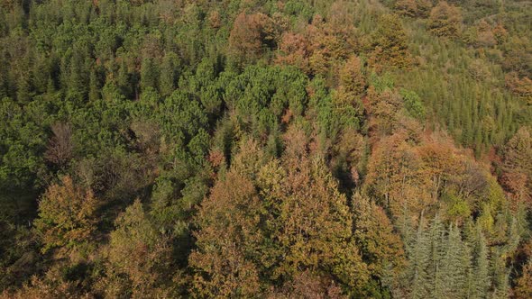 Forests in Autumn