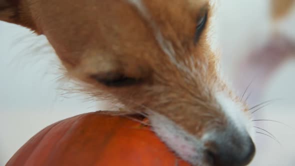 Dog Gnaws Orange Pumpkin Indoors