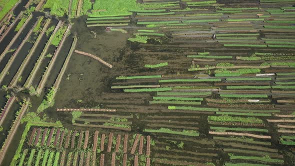 Aerial view of farmers doing the harvest in Banaripara, Barisal, Bangladesh.