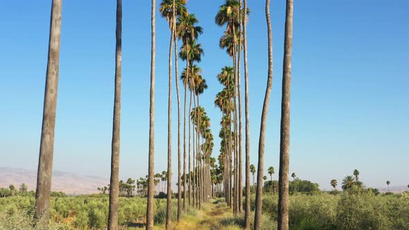 Moving between rows of tall palm trees in beautiful sunlight with blue skies and grassland. Location