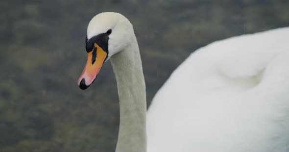 Close up Of a White Swan