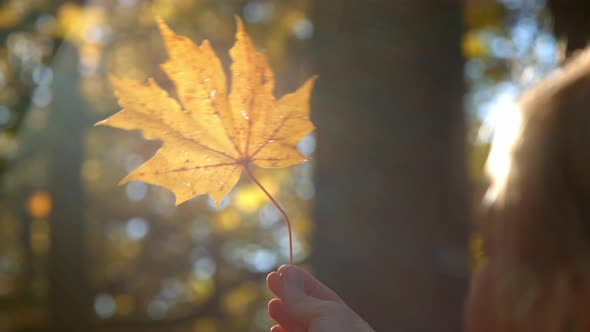 Girl Spinning Yellow Maple Leaf towards the Sun