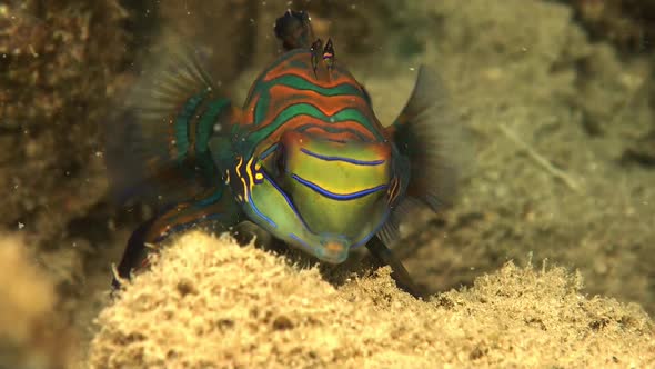 close up shot from a mandarin fish on sandy rocks in Palau Island