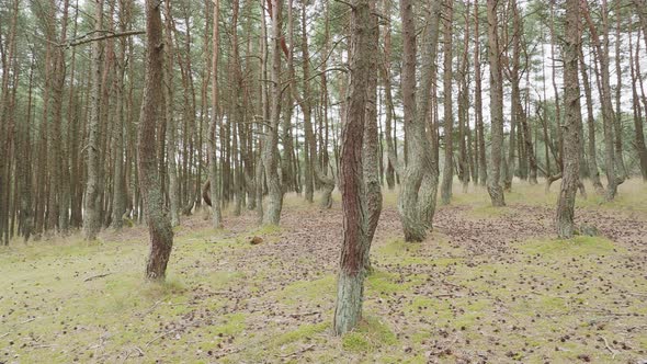 Dancing Forest on Curonian Spit. Pine Forest with Unusually Twisted Trees. Kaliningrad Oblast