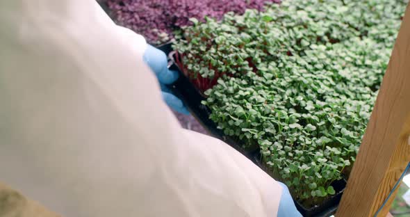 Farmer Puts Tray Full of Growed Radish Microgreens Growing Vitaminized Superfood Vertical Farming