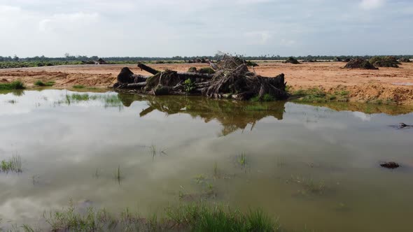 Reflection of dead palm tree