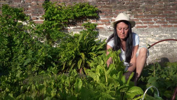 Woman harvesting green chard vegetable leaves home-grown in garden