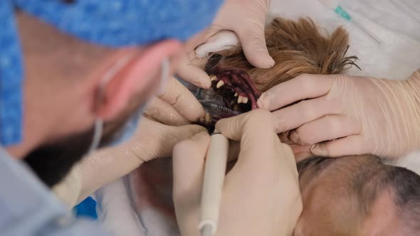 Closeup of Ultrasonic Cleaning of Teeth in a Dog