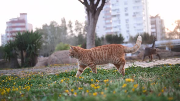 Red Stray Cat Without an Eye Walks on the Grass Surrounded By Other Cats