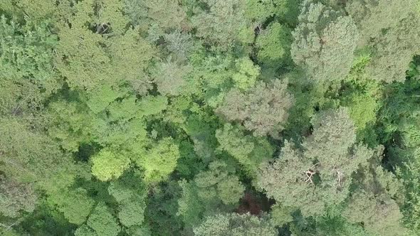 Forest canopy treetops, Rotating Top Shot Pull Back, STATIC CROP