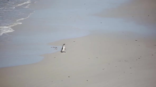 Penguin on a Sandy Beach at Volunteer Point in the Falkland Islands (Islas Malvinas).