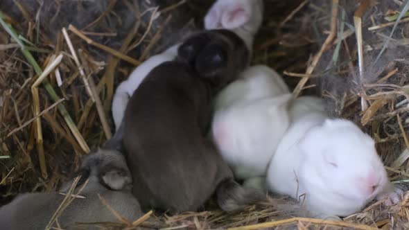 Newborn Rabbits in a Nest of Dry Grass