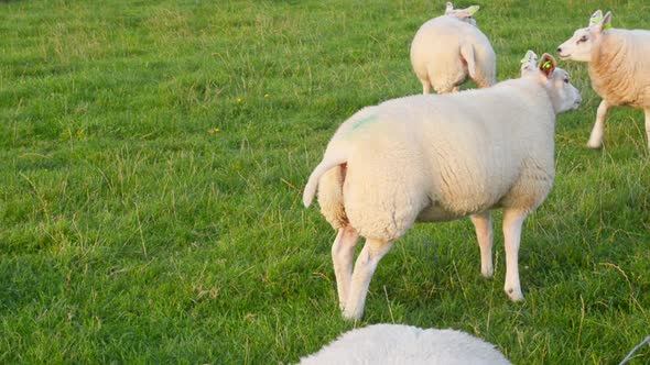 lambs in herd chewing cud