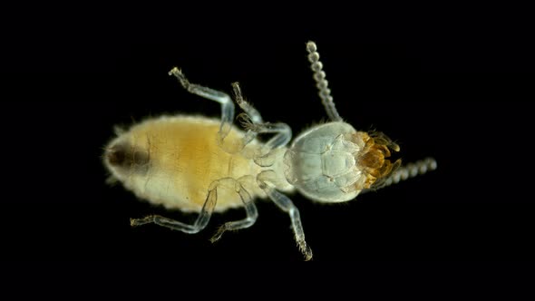 Termite (Isoptera) Reticulitermes Speratus Under a Microscope, Family Rhinotermitidae