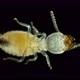 Termite (Isoptera) Reticulitermes Speratus Under a Microscope, Family Rhinotermitidae - VideoHive Item for Sale