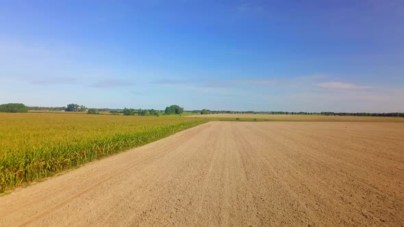 Flight Over Corn Field in Late Summer