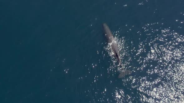 Top Down Drone View on Sperm Whale in It's Natural Habitat