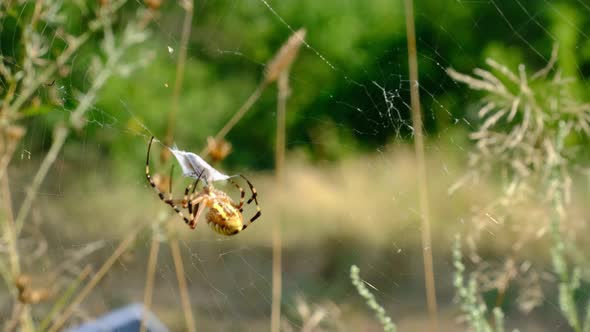 The Spider Catches Insects in a Web and Wraps Them in a Cocoon Slow Motion