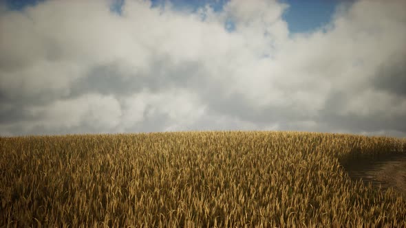 Ripe Yellow Rye Field Under Beautiful Summer Sunset Sky with Clouds alt
