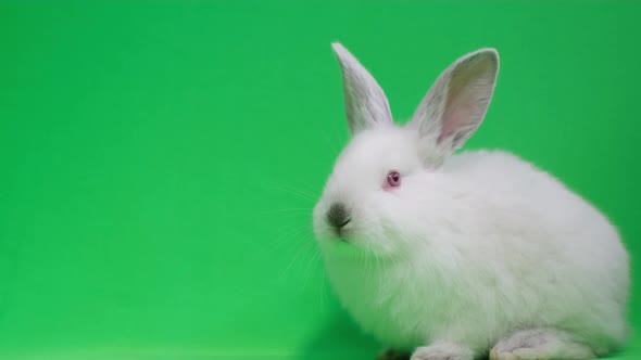 Easter White Hare on a Green Background in the Studio