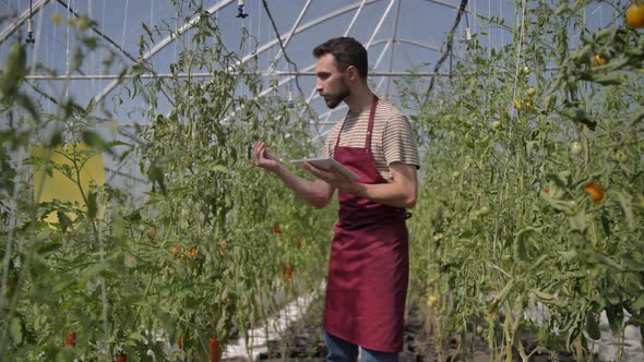 Male Gardener Working in Greenhouse with Tomatoes