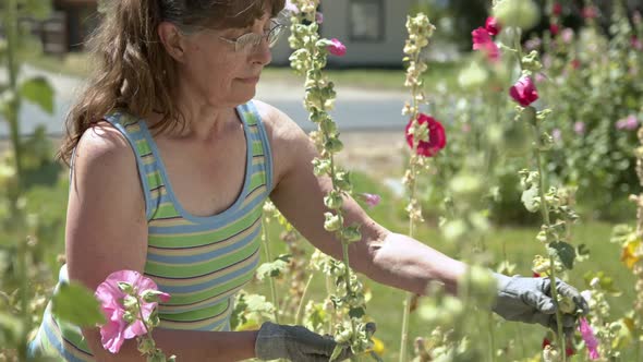 Hippie woman inspecting her hollyhock flowers for seeds