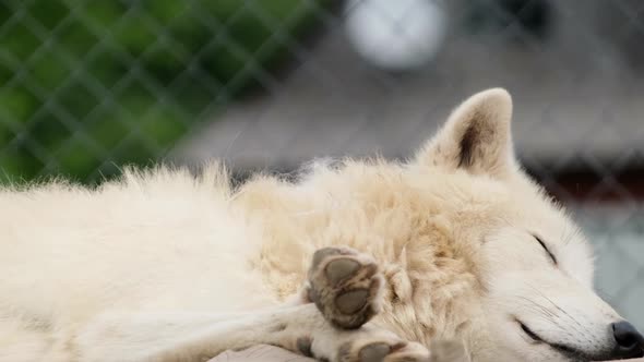 White Wolf Sleeps in the Zoo