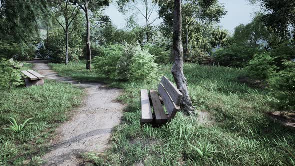 Bench in the Summer Park with Old Trees and Footpath