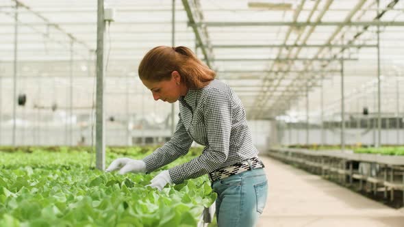 Female Worker in Greenhouse Inspecting the Growth of Organic Green Salad