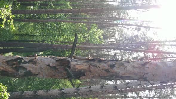 Vertical Video of a Beautiful Green Pine Forest on a Summer Day Slow Motion