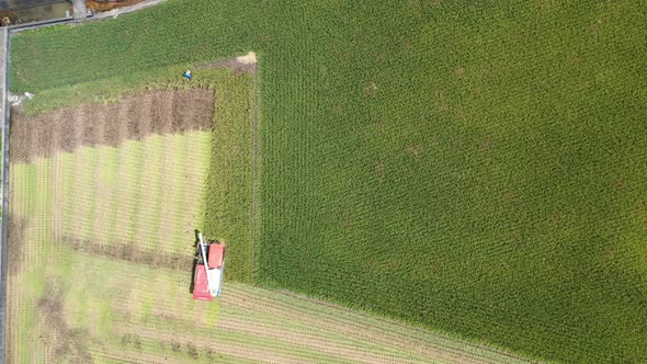 Aerial drone footage Cultivated rice paddy field, farmer harvesting the crops with multifunctional p