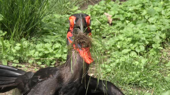 Southern Ground Hornbill 