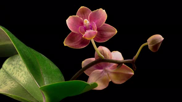 Blooming Peach Orchid Phalaenopsis Flower