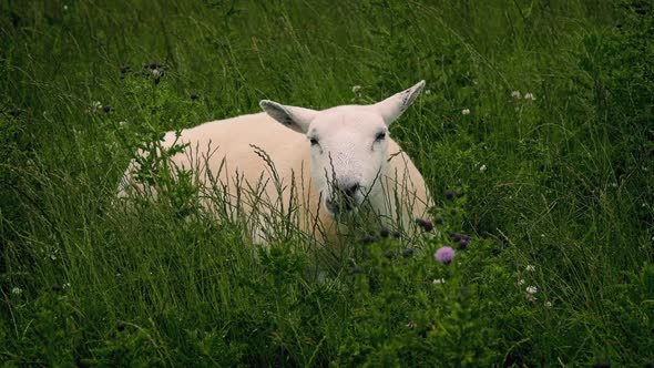 Sheep Grazing In Wild Field