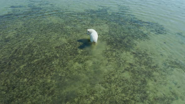 Cute Large White Polar Samoyed Dog Walks in the Sea