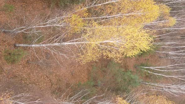 Vertical Video of an Autumn Forest During the Day in Ukraine