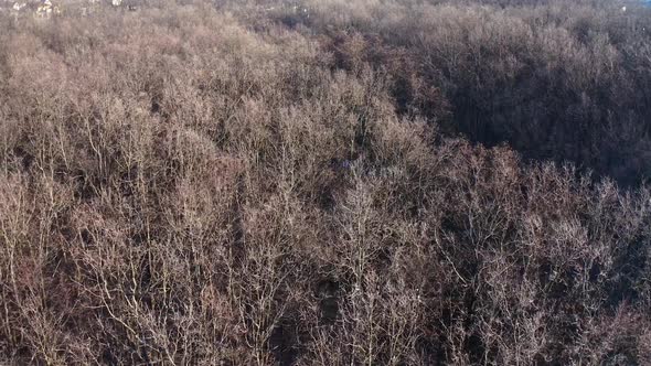 Winter forest from above. Aerial view of snow covered forest