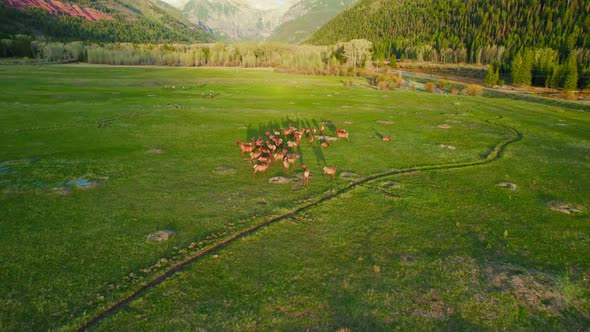 4K Aerial Drone View Of Deer Herd Grazing On Mountain Valley Floor Open Grassy Field During Beautifu