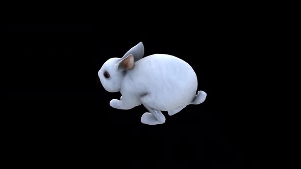 White Rabbit Jump View From Top Angle Back