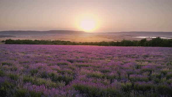 Lavender Meadow at Sunset