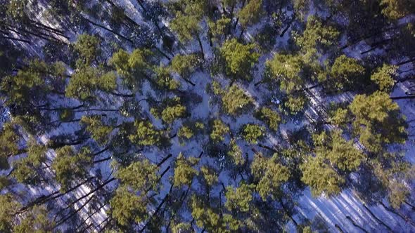 Drone shot of a forest in winter. View from above. Camera looking straight down. Flyby shot. Green t