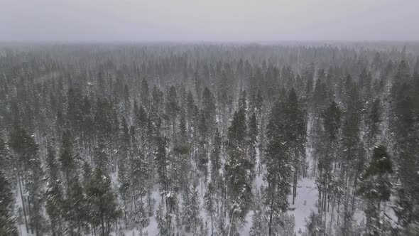 Aerial Top View Winter Panoramic Landscape with Snowy Forest in Heavy Snowfall