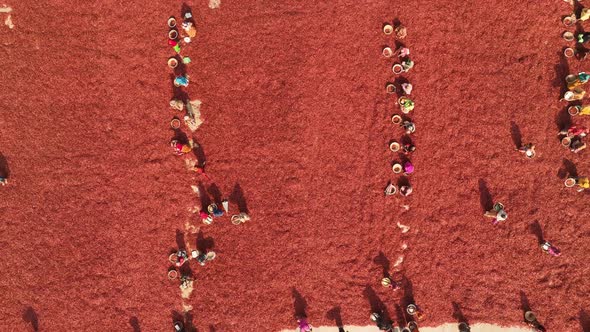 Aerial view of few people working in farm, Sariakandi, Rajshahi, Bangladesh..