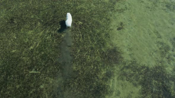 Cute Large White Polar Samoyed Dog Walks in the Sea