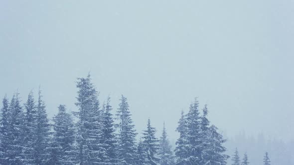 Beautiful Fluffy Snow on Tree Branches