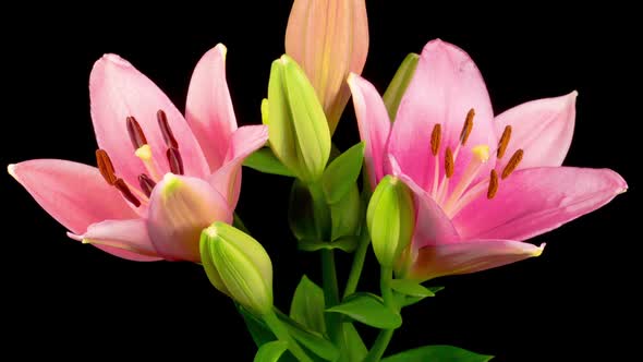 Time Lapse of Opening Beautiful Pink Lily Flower