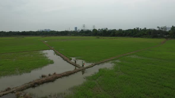 slow fly in drone shot of rice fields with farmers and development on the outskirts of Ho Chi Minh C