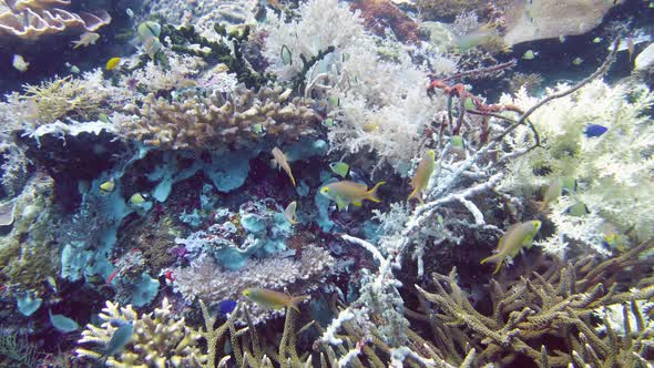 Coral Reef and Tropical Fish Underwater