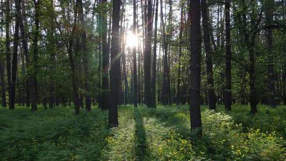 Wild Forest Landscape on a Summer Day