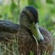 Close up of a duck with brown feathers  - VideoHive Item for Sale